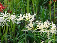 珍しい白の群生