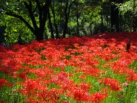 林の中の日溜まり