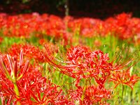 これぞ、曼珠沙華！