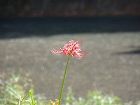 これは可憐ですね