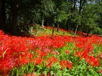 どこまでも続く群生