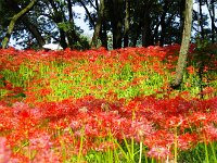 段丘に咲く。茎の緑が鮮やか！