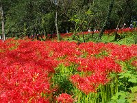 日向の為か鮮烈