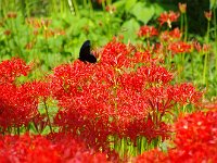 これも蝶との巡り逢い