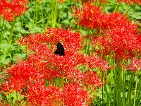 蝶とのコントラスト・・・鮮やか！