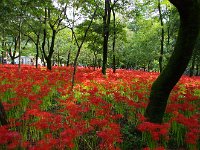 幹とのコントラストが美しい