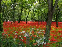 秋の野花とのコラボ