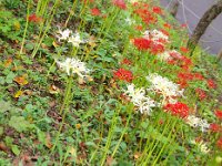 紅白の曼珠沙華・・・珍しい景色です