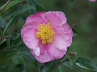 薔薇が終わりました。ここからは色々な花です。