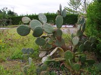 何故か、サボテン