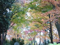 DSC 0103  仏舎利奉安塔付近の紅葉