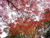 DSC 0110