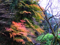 DSC 0173  風情ありますね