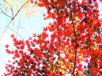 DSC 0425