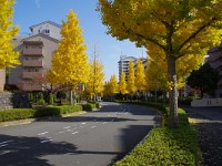 IMG 1392  何処か、外国？