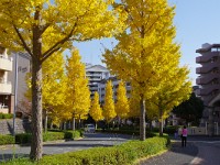 IMG 1395  10日IT場ヒルタウンの銀杏並木