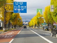 IMG 1415  八王子市内の２０号線・・・見事な銀杏並木