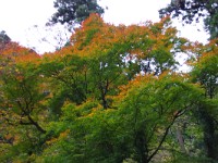 IMG 1430  梢の先が色付始めた