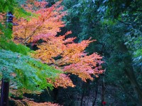 IMG 1450  コントラストが鮮やかです