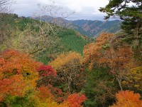 IMG 1477  奥高尾を望む・・・真っ盛り