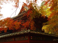 IMG 1522  優雅だね