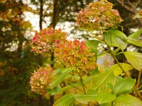 IMG 1525  紫陽花です。