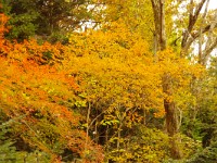 IMG 1542  混雑を避けて、３号路を下りました。所々の紅葉が目を引きました。