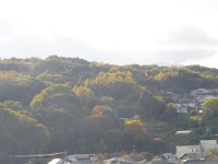 IMG 1604  西日を受けて、輝く竹林