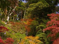 IMG 1898  庭の全景