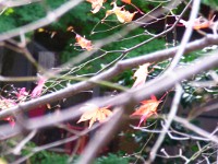 RIMG0077