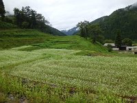 蕎麦畑