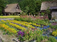 秋の花が真っ盛り・・・キレイ！