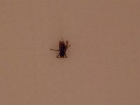 我が部屋への侵入者。掛りの人が退治してくましたよ。