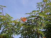 ナナカマド