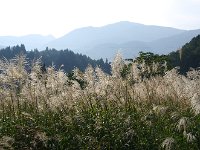 IMG 0117