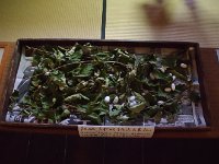 懐かしいお蚕さん