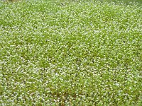 蕎麦畑