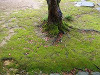 もう落葉がちらほら