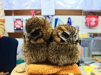 ここからは、富士花鳥園