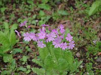 サクラソウとか・・・