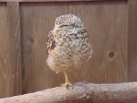 寝る時は一本足？