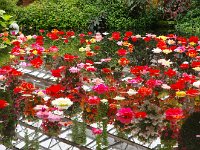 水面に浮かせて