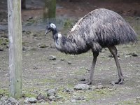 エミューとか・・・かなり原始的な顔立ちでした