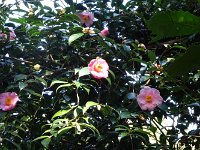 DSC00267  登ってくると・・・