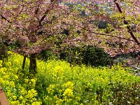 DSC00273  菜の花が真っ盛り