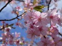 DSC 0777 00001  盛りは過ぎていました