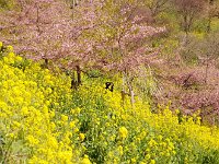 IMG 2860  こちらも、夢中です