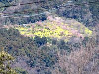 IMG 2885  あんな上まで登ったのだ