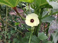 オクラの花