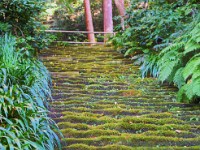 鎌倉の「苔寺」とか